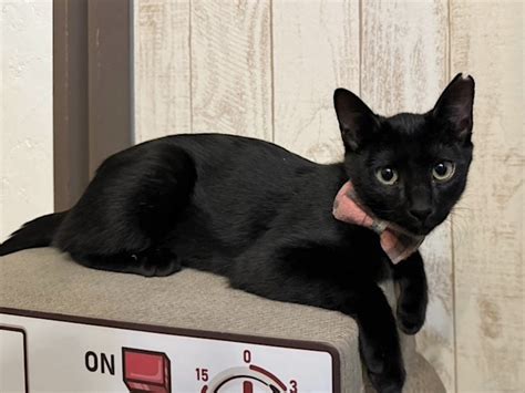 cait sith|譲渡型猫カフェ CAIT SITH（ケット・シー）.